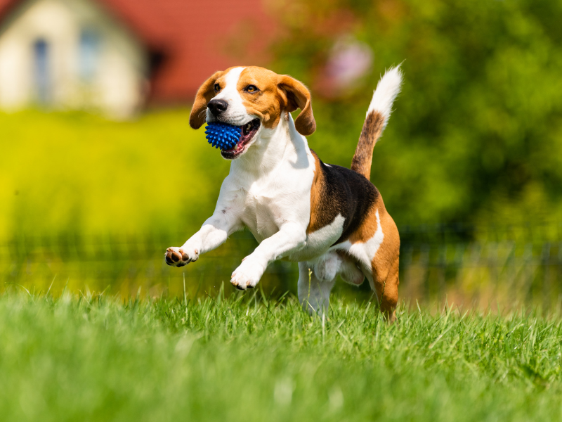 Come si comporta un cane felice? Amici e Natura iTALIA Come si comporta un cane felice? Amici e Natura iTALIA